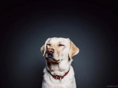 拉布拉多能打吗,智商型的狗狗别打