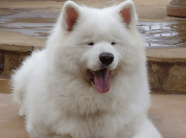 萨摩耶发烧了怎么办？这些征兆你要知道