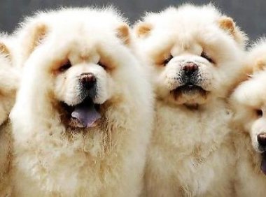 松狮犬吃什么，注意饮食松狮更好养