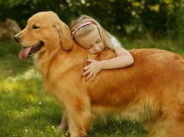 怎么训练金毛,看完事半功倍