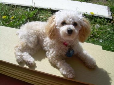 贵宾犬有直毛的吗？正常情况应该是这样的