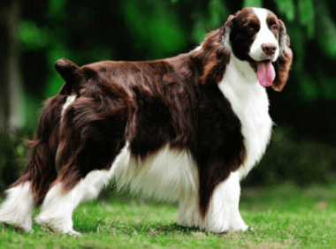 比格犬和史宾格的区别,外在内在差异都很大