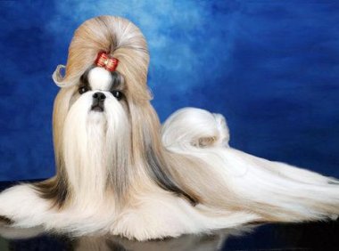 西施犬吃什么,这些讲究你了解吗