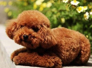 博美犬和泰迪哪个好养?关键还是在于这些方面