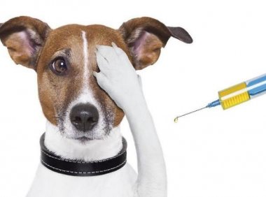 狗狗要打哪些疫苗？疫苗全攻略都在这