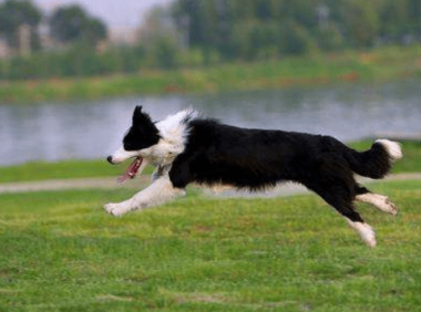 边境牧羊犬能吃蛋糕吗？看完再决定给不给吃吧