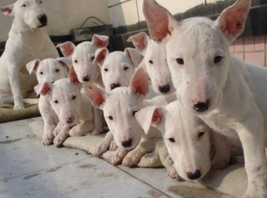 牛头梗怎么训练?小秘籍都在这里!