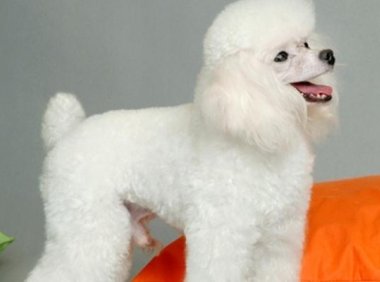 贵宾犬和泰迪有区别吗?有些常识问题要了解清楚