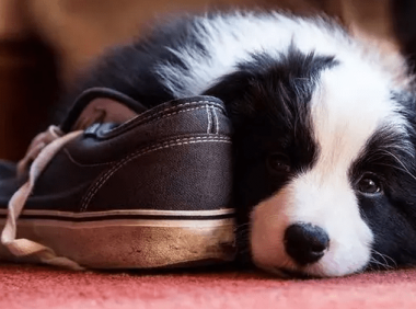 边境牧羊犬不吃东西怎么办？观察下是不是有这些情况