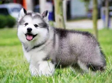 阿拉斯加要怎么训练，像对待小朋友那样