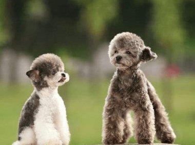 贵宾犬耳朵发炎怎么办?常见的做法是这样的