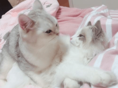 猫咪驱虫多久一次，一般建议是这样来的