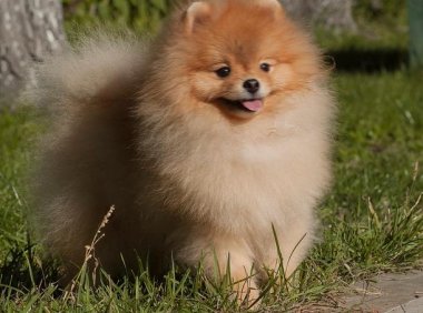 博美犬几个月可以训练?一般来讲是这样的