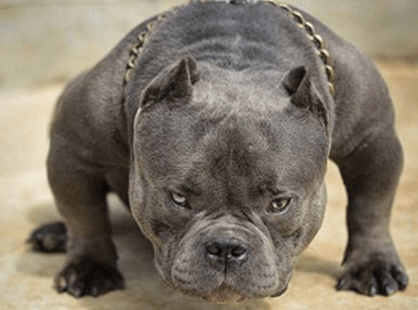 比特犬和恶霸犬谁厉害?从理论上这样来分析