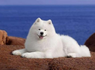 萨摩耶不吃狗粮,试试这么来一下