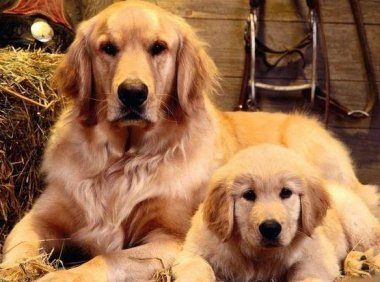 狗狗口臭是什么原因，详细分析及解决方法