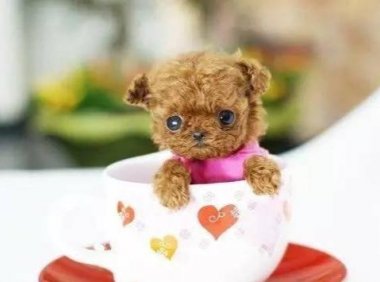 狗狗能吃红薯吗？适当的给点利大于弊