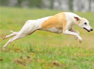 惠比特犬吃什么最好?营养全面均衡才是最好的