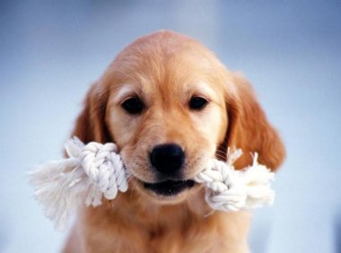 狗狗疫苗多久打一次，这些都是有标准的