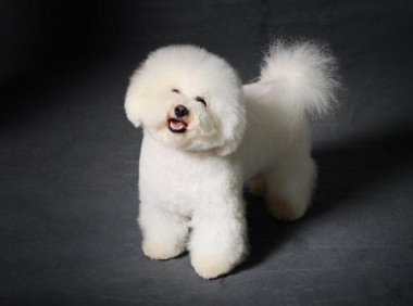 贵宾犬和京巴犬哪个好养？不对比怎么知道