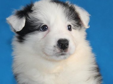 边境牧羊犬能干什么？智商高不一定就能干