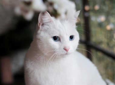 猫为啥怕黄瓜?是黄瓜像蛇的原因吗