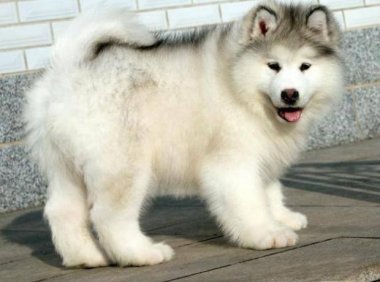 阿拉斯加犬性格?你真的了解阿拉斯加吗