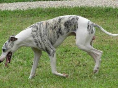 惠比特犬和格力犬哪个好?区别与对比了解下