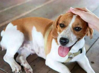 怎么让狗狗听话？一分天赋九分训练