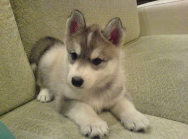 哈士奇为什么学狼叫?别以为是跟长相有关