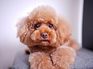 泰迪皮肤真菌感染传染人吗?初次养狗的要清楚这些