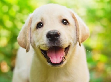 幼犬晚上一直叫怎么办?试试这种办法