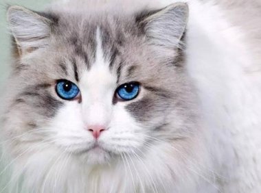 养布偶猫的坏处?大概会有这些困惑吧