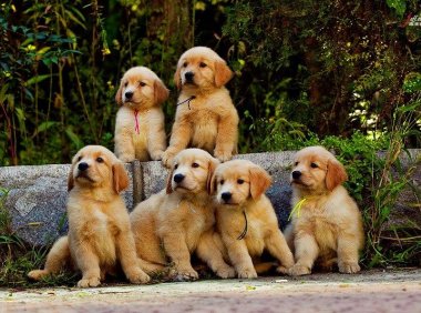 狗狗能吃酸奶吗？份量控制好是关键