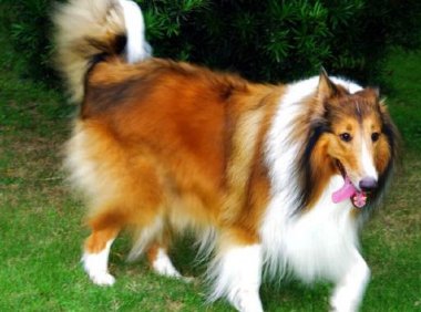 苏格兰牧羊犬吃什么好,正确饮食帮它更好成长