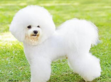 比熊犬吃什么狗粮好？论一款好狗粮的选择