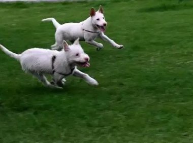 下司犬厉害吗,“中华名猎”世界第三