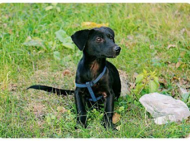 狗狗一天喂几次比较好？随着年龄而变化