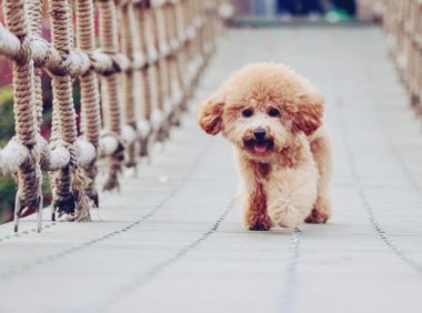 狗眼屎多是什么原因?不一定是上火