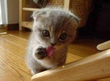 小猫拉稀能自愈吗？也要分轻重缓急