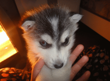 狗狗细小怎么快速治疗，试试这些办法