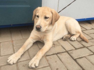 半岁拉布拉多怎么训练，注意好这几点就行了