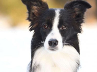 边境牧羊犬胆子小吗?不能一概而论