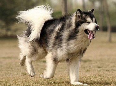 阿拉斯加一只多少钱?影响价格的因素分析