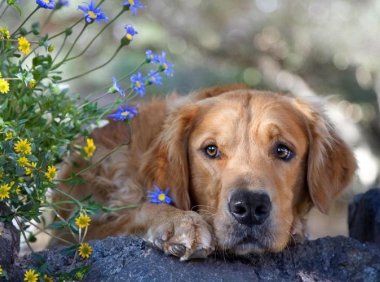 金毛犬的训练方法,轻松搞定不在话下