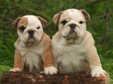 英国斗牛犬如何训练?根据套路一步步来