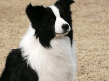 边境牧羊犬能做猎犬吗?根据这些条件就能判断