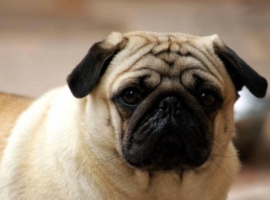 狗狗乱吃东西怎么办?打骂肯定是不行的