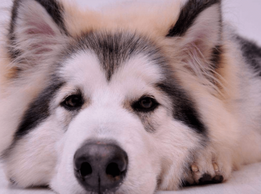 阿拉斯加犬和哈士奇的区别,你分得清吗?