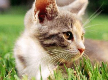 猫什么时候绝育?一般这个时候就可以了